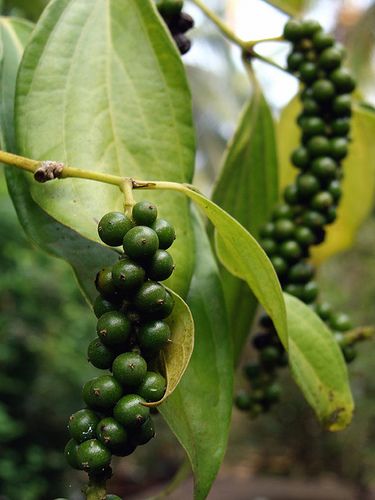Black Pepper